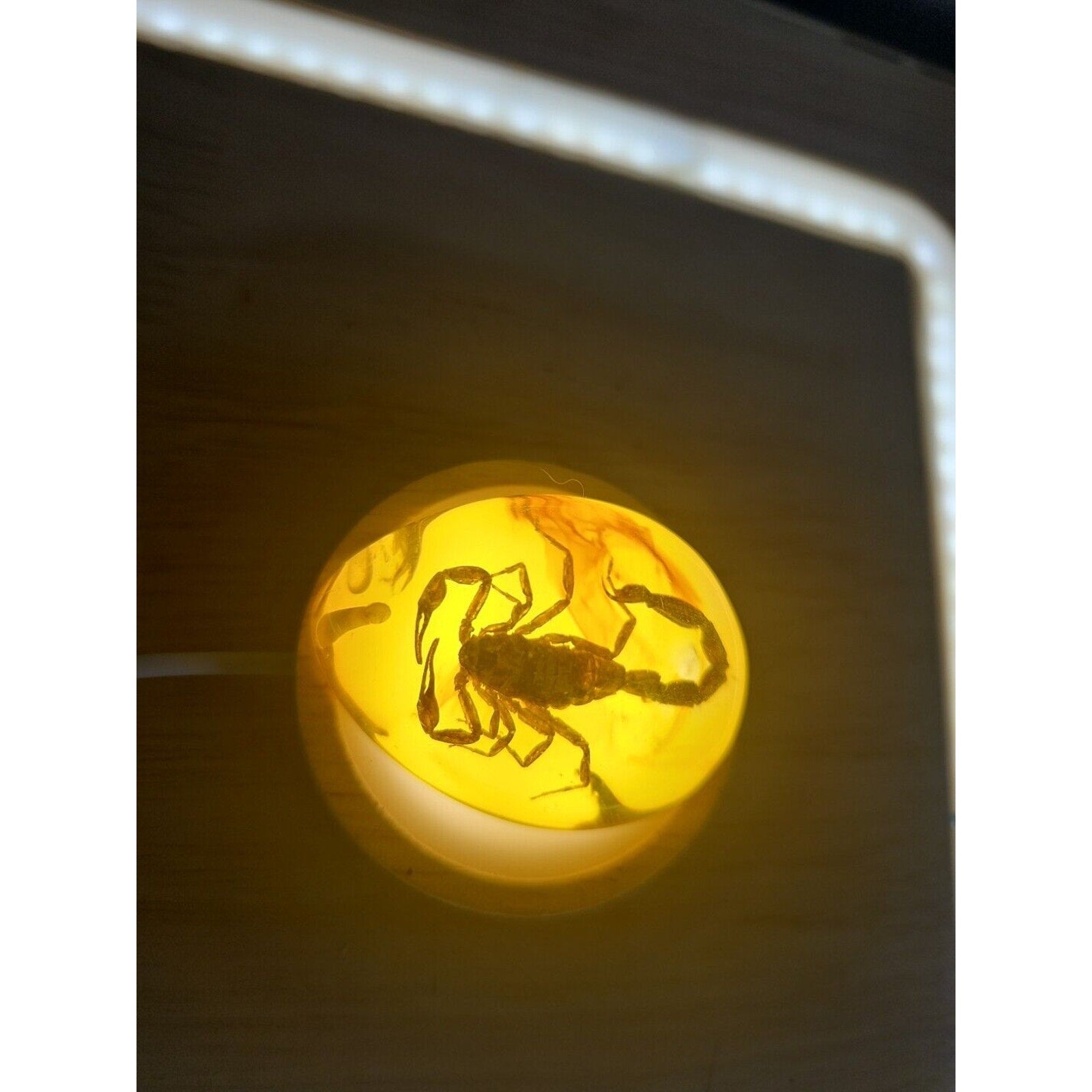 1 Ea Beautiful Amber Scorpions Fossil Manual Polishing Lucky Ornament