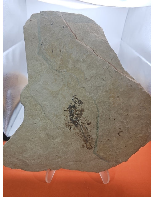 Load image into Gallery viewer, 6lbs Fish fossil plate W/stand
