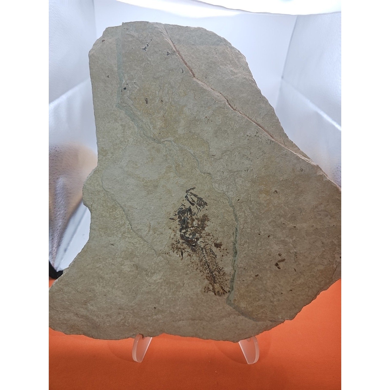 6lbs Fish fossil plate W/stand