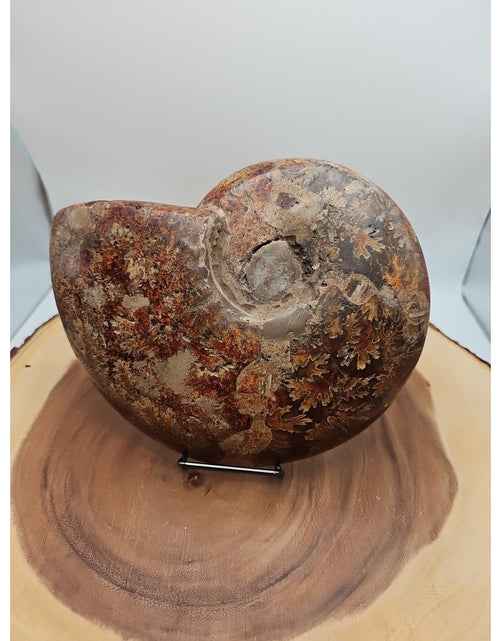 Load image into Gallery viewer, 2.36LB Rare! Natural Ammonite Fossil Specimen Shell Madagascar
