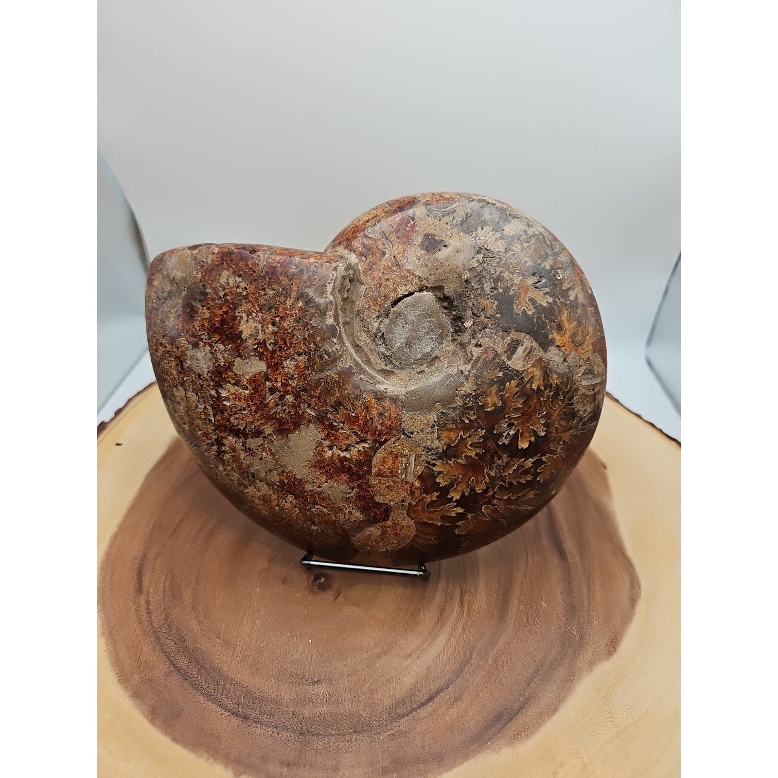 2.36LB Rare! Natural Ammonite Fossil Specimen Shell Madagascar