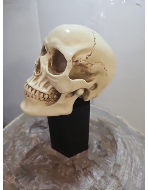 Load image into Gallery viewer, Realistic Human Skull Replica Decor Decoration Resin
