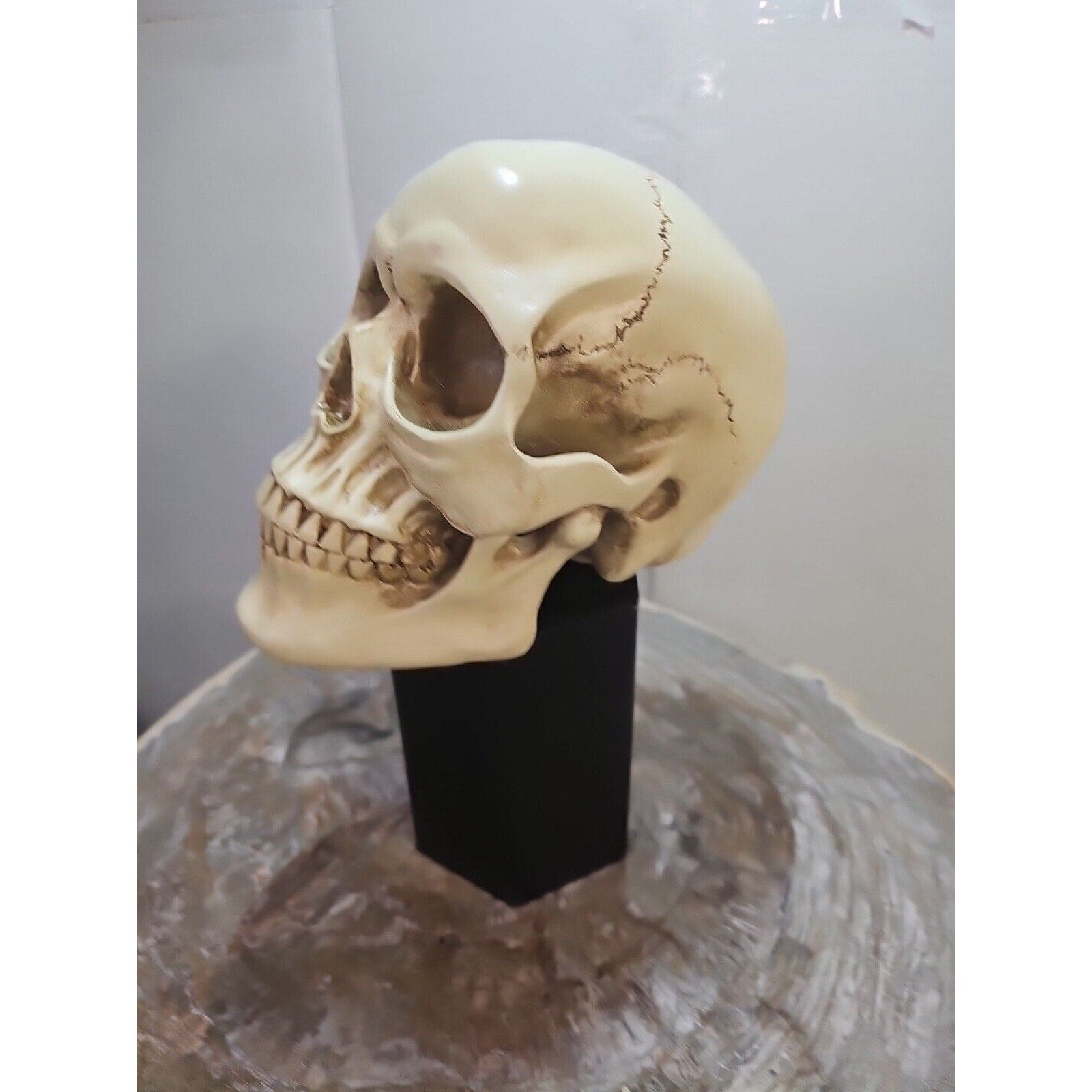 Realistic Human Skull Replica Decor Decoration Resin