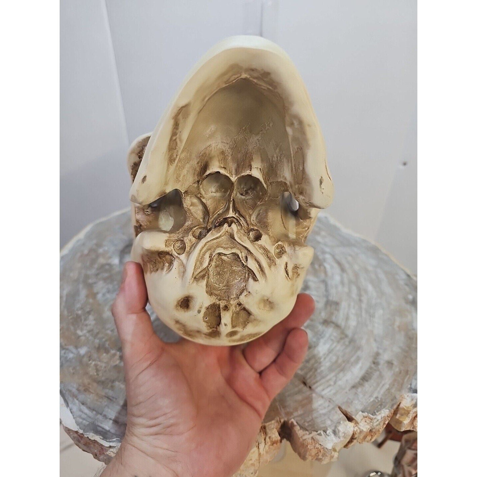 Realistic Human Skull Replica Decor Decoration Resin