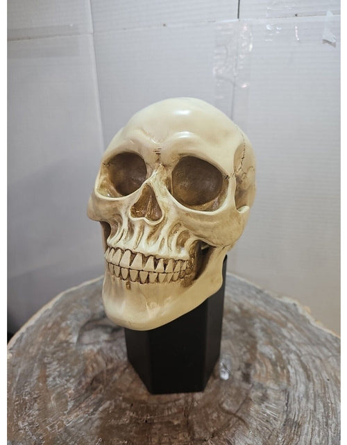 Load image into Gallery viewer, Realistic Human Skull Replica Decor Decoration Resin
