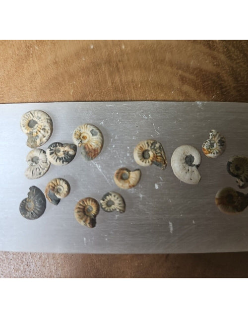 Load image into Gallery viewer, 25pcs 8-13mm Pleuroceras AMMONITE Fossil lot Mollusk 13 W/ Selenite Base
