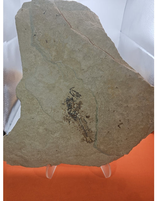 Load image into Gallery viewer, 6lbs Fish fossil plate W/stand
