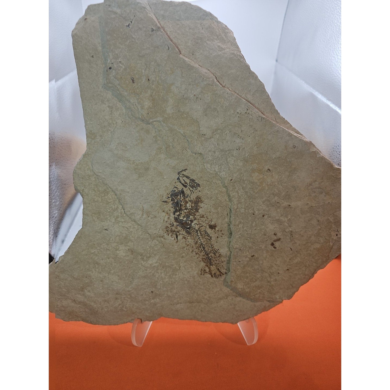 6lbs Fish fossil plate W/stand