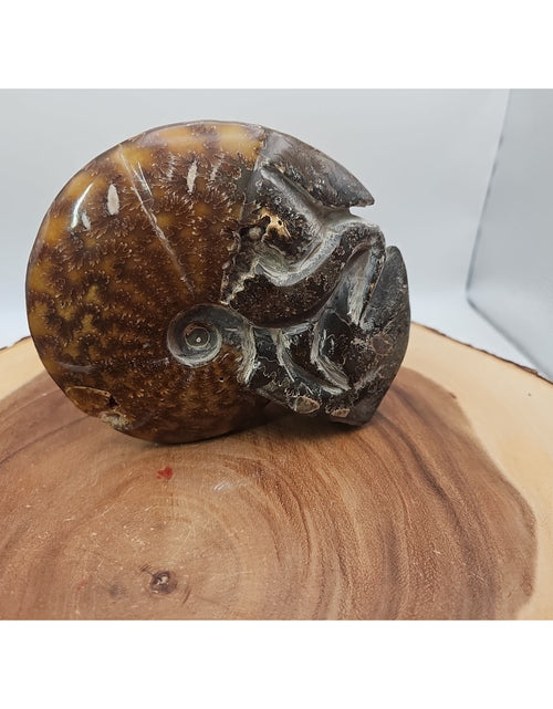 Load image into Gallery viewer, 1.82LB Rare! Natural Tentacle Ammonite FossilSpecimen Shell Healing Madagascar
