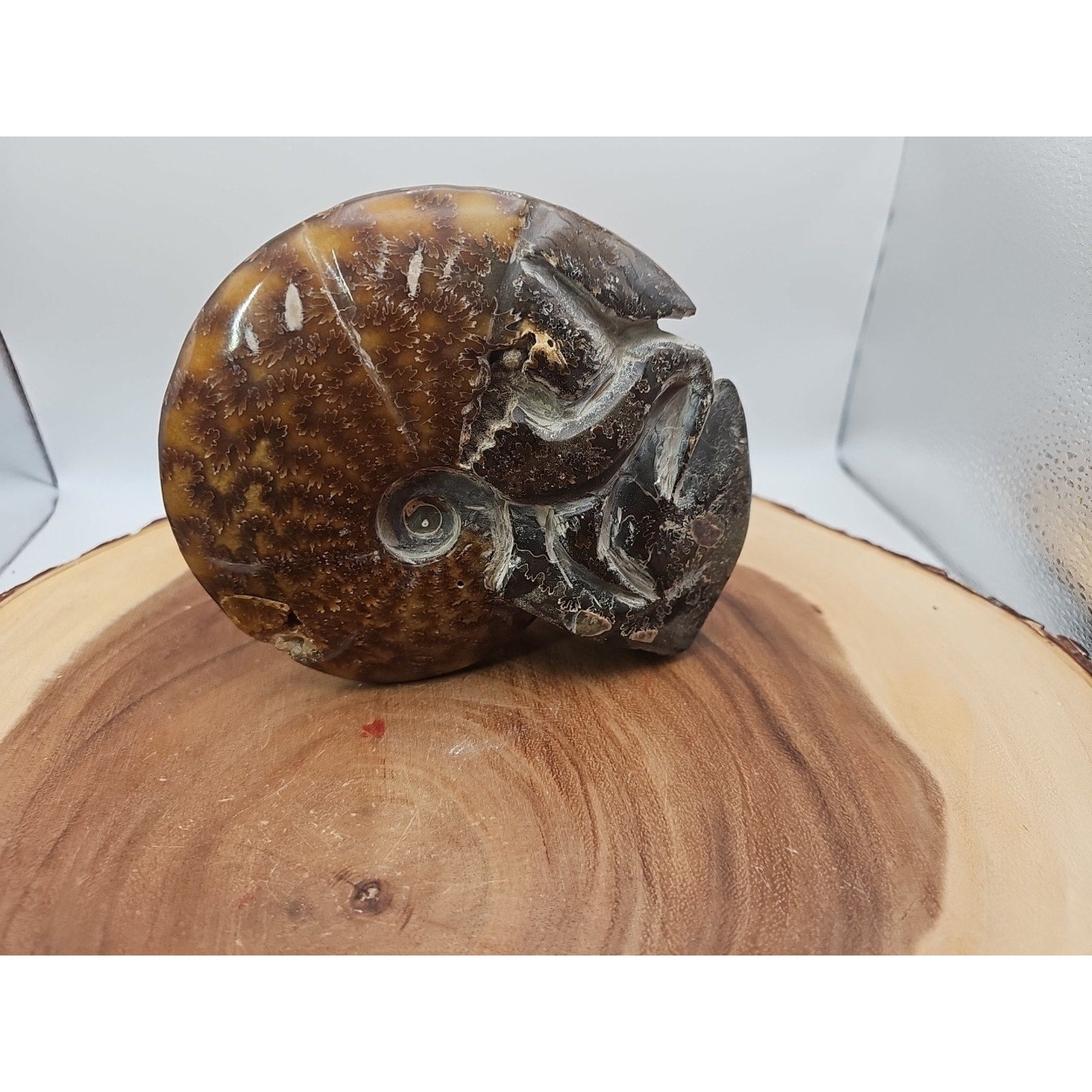 1.82LB Rare! Natural Tentacle Ammonite FossilSpecimen Shell Healing Madagascar