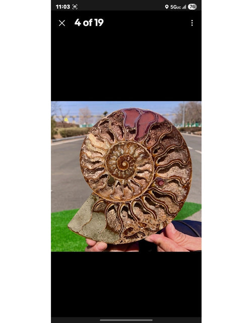 Load image into Gallery viewer, 603G Huge Rare! Natural Tentacle Ammonite Fossil Specimen Shell Madagas
