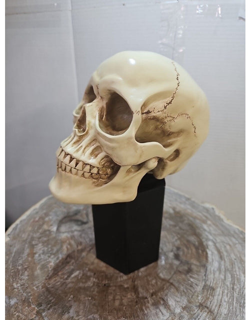 Load image into Gallery viewer, Realistic Human Skull Replica Decor Decoration Resin
