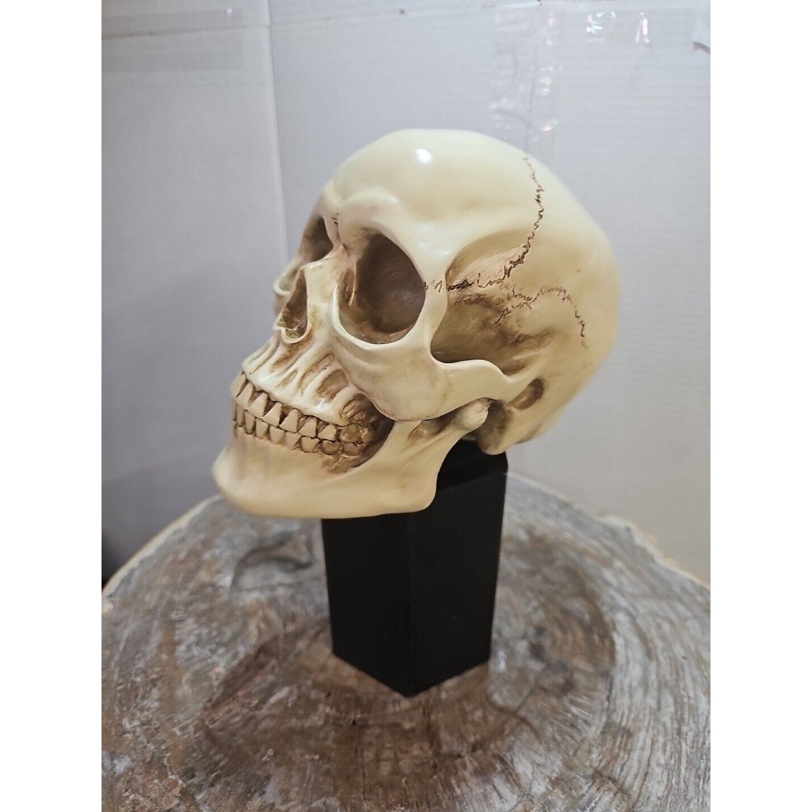 Realistic Human Skull Replica Decor Decoration Resin