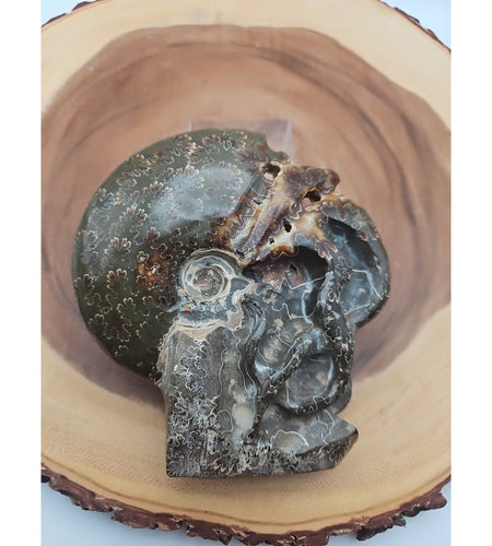 1.32LB Rare! Natural Tentacle Ammonite Fossil Specimen Shell Madagascar