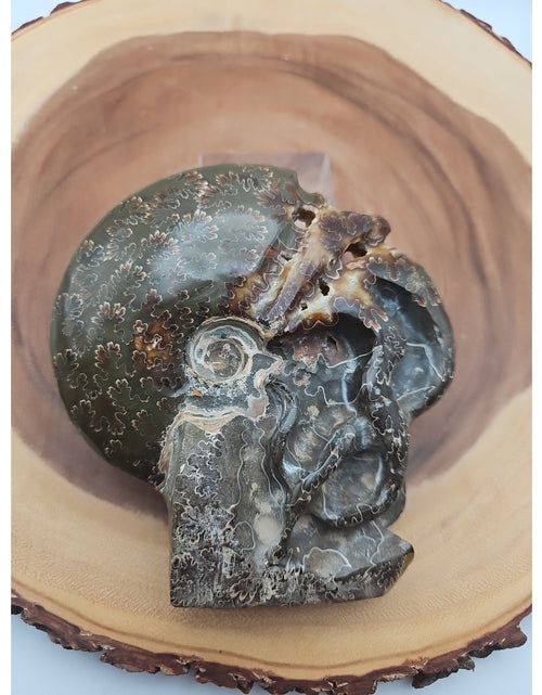 Load image into Gallery viewer, 1.32LB Rare! Natural Tentacle Ammonite Fossil Specimen Shell Madagascar
