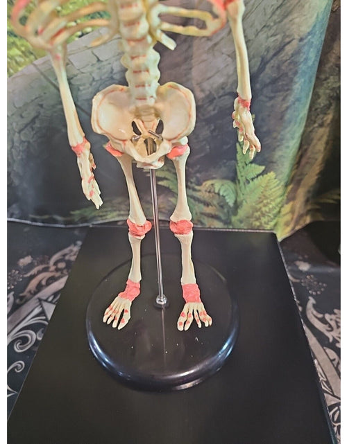 Load image into Gallery viewer, Pinyl vinyl chloride skeleton of abnormal infant
