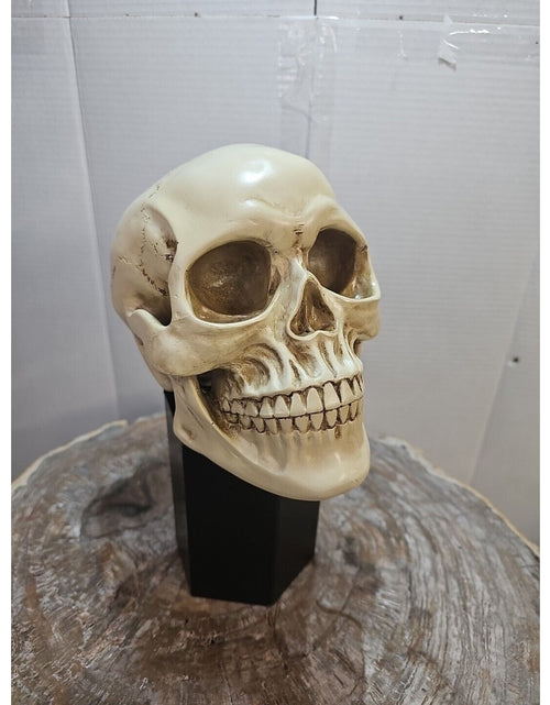 Load image into Gallery viewer, Realistic Human Skull Replica Decor Decoration Resin
