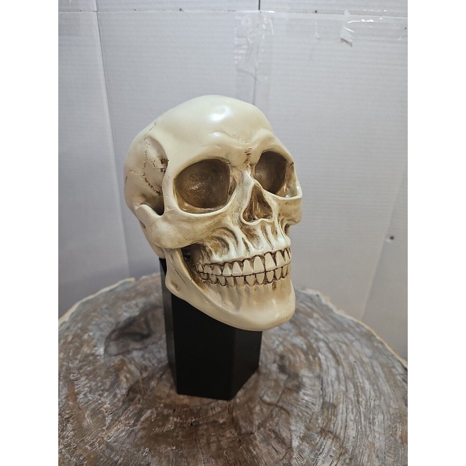 Realistic Human Skull Replica Decor Decoration Resin