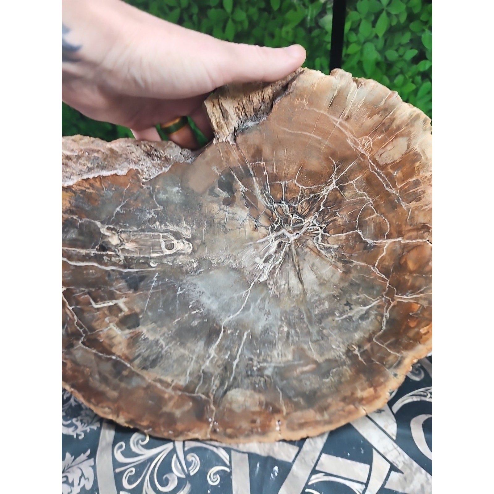 27.3LB TOP Natural fossil wood Quartz carved Crystal mineral Specimen healing