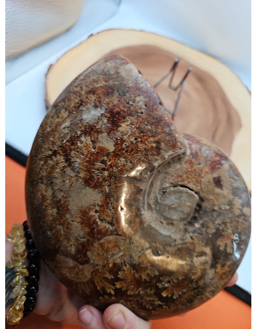 Load image into Gallery viewer, 2.36LB Rare! Natural Ammonite Fossil Specimen Shell Madagascar
