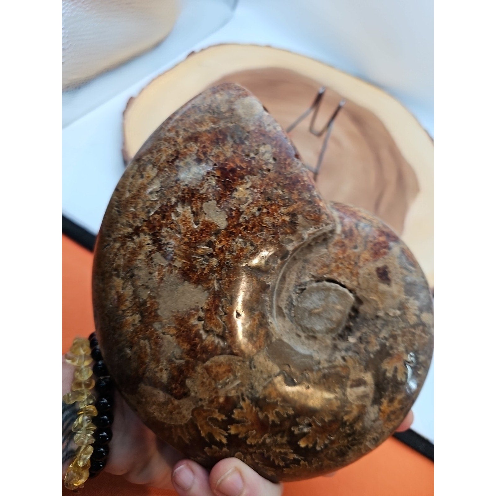2.36LB Rare! Natural Ammonite Fossil Specimen Shell Madagascar