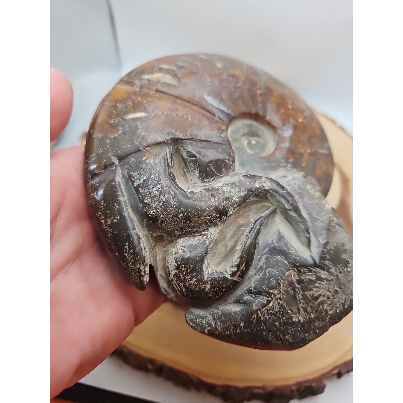 1.82LB Rare! Natural Tentacle Ammonite FossilSpecimen Shell Healing Madagascar