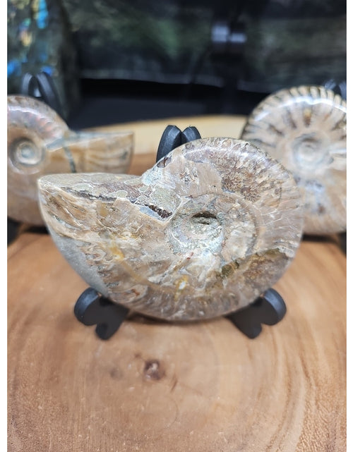 Load image into Gallery viewer, 1 Each Ammonite Fossil Polished From Madagascar 145-175 Grams W/stand
