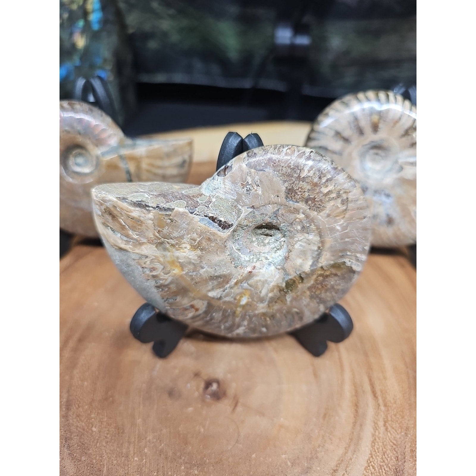 1 Each Ammonite Fossil Polished From Madagascar 145-175 Grams W/stand