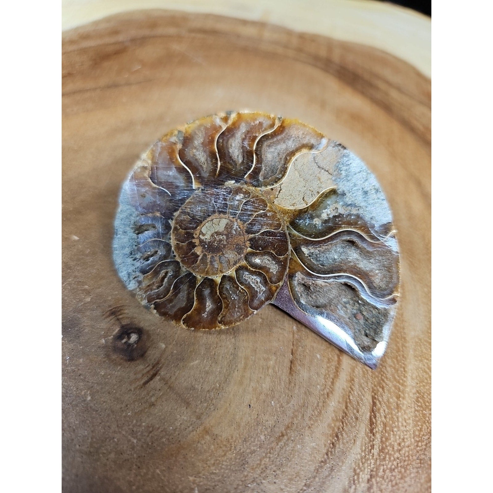 Ammonite Fossil Small 52g
