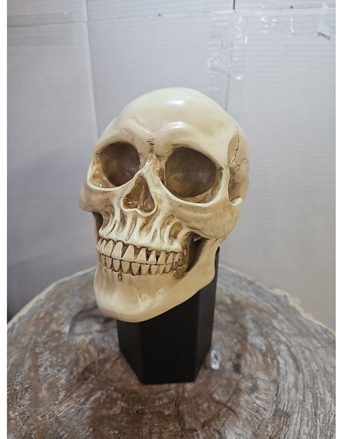 Load image into Gallery viewer, Realistic Human Skull Replica Decor Decoration Resin
