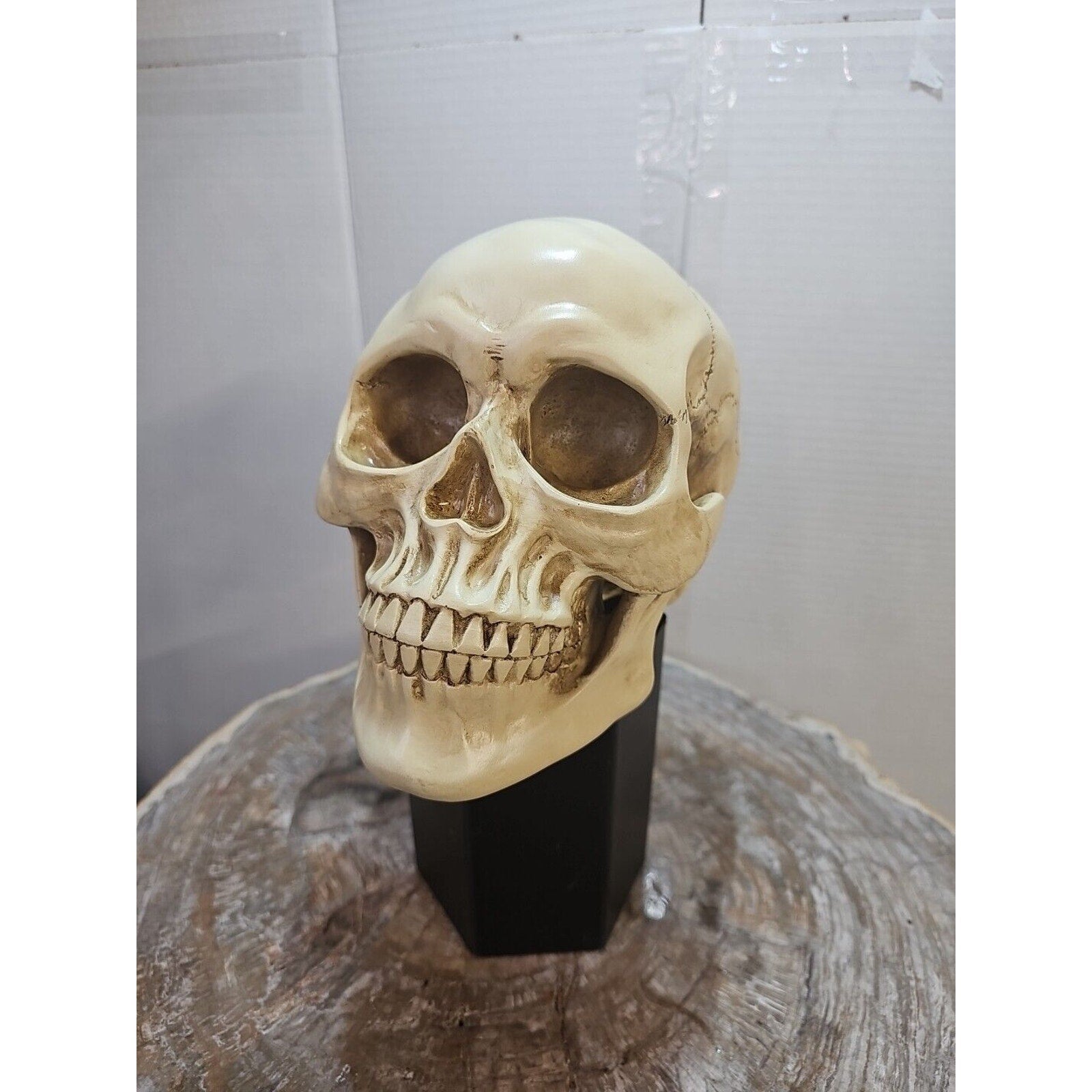 Realistic Human Skull Replica Decor Decoration Resin