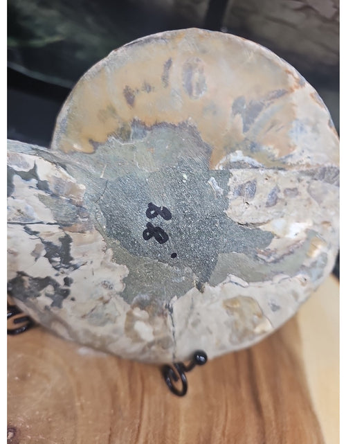 Load image into Gallery viewer, Ammonite fossil large .88lbs W/stand
