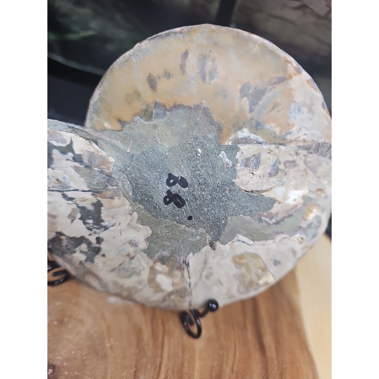 Ammonite fossil large .88lbs W/stand