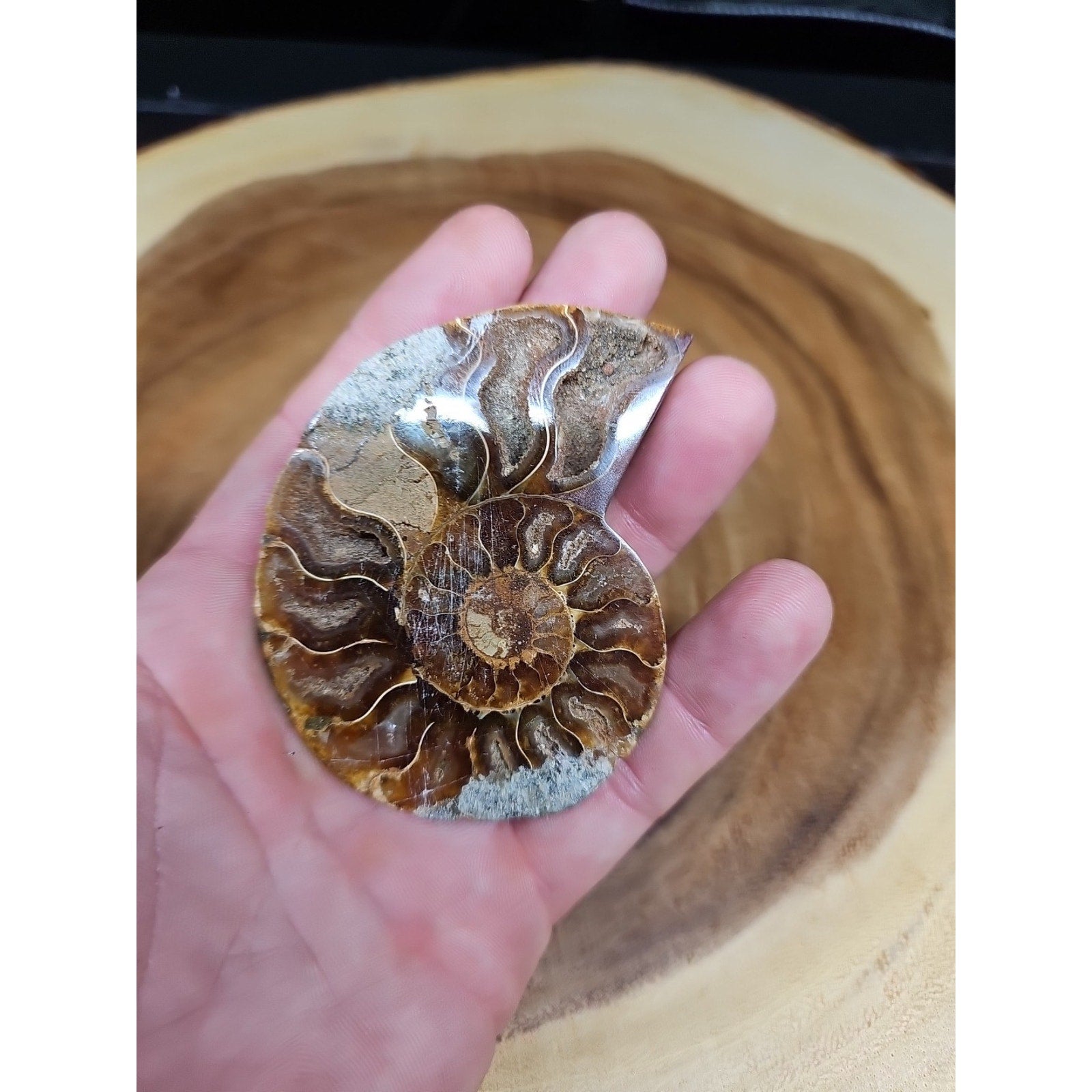 Ammonite Fossil Small 52g
