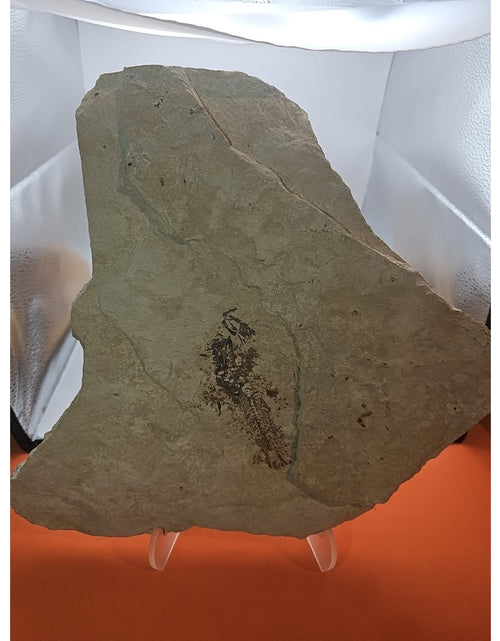 Load image into Gallery viewer, 6lbs Fish fossil plate W/stand
