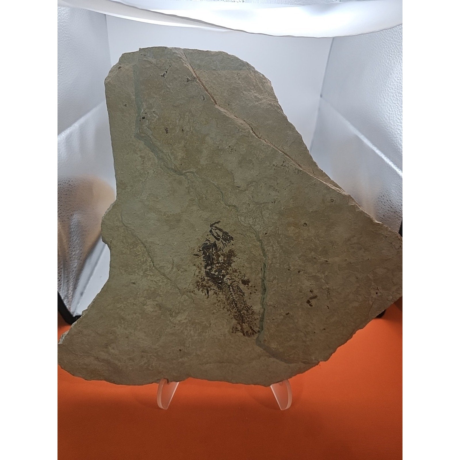 6lbs Fish fossil plate W/stand