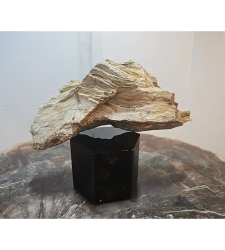 1.06lbs Texas Petrified Wood Rough