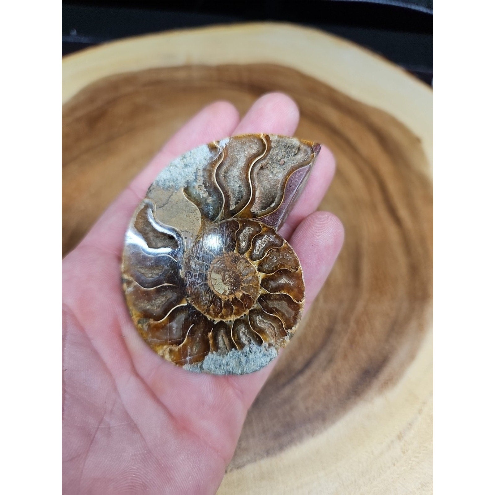Ammonite Fossil Small 52g