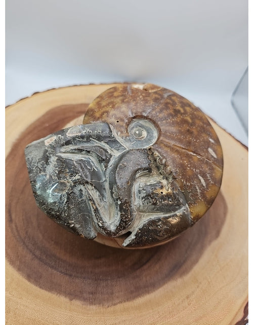 Load image into Gallery viewer, 1.82LB Rare! Natural Tentacle Ammonite FossilSpecimen Shell Healing Madagascar
