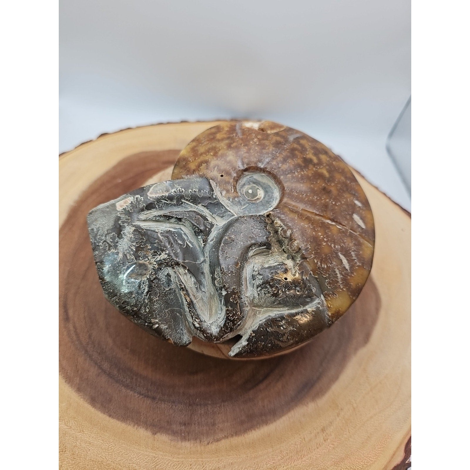 1.82LB Rare! Natural Tentacle Ammonite FossilSpecimen Shell Healing Madagascar