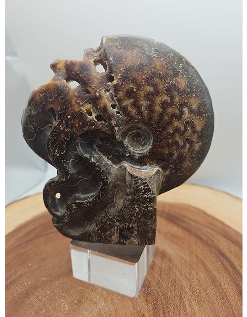 Load image into Gallery viewer, 1.32LB Rare! Natural Tentacle Ammonite Fossil Specimen Shell Madagascar
