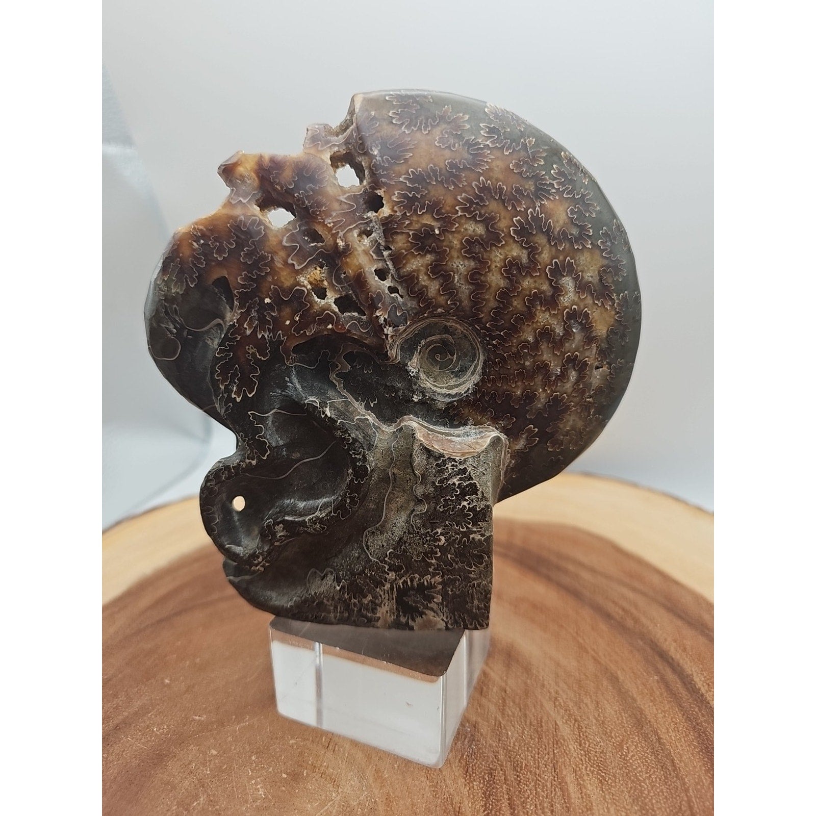 1.32LB Rare! Natural Tentacle Ammonite Fossil Specimen Shell Madagascar