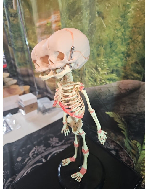 Load image into Gallery viewer, Pinyl vinyl chloride skeleton of abnormal infant
