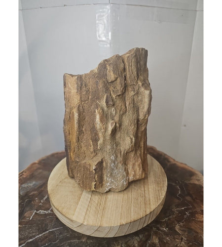 ❤️‍🔥Texas Petrified Wood! Raw Cool Details W/Stand Great Display