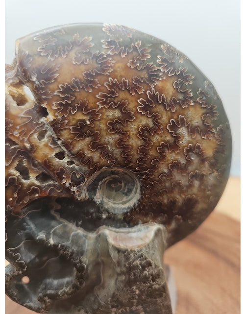 Load image into Gallery viewer, 1.32LB Rare! Natural Tentacle Ammonite Fossil Specimen Shell Madagascar
