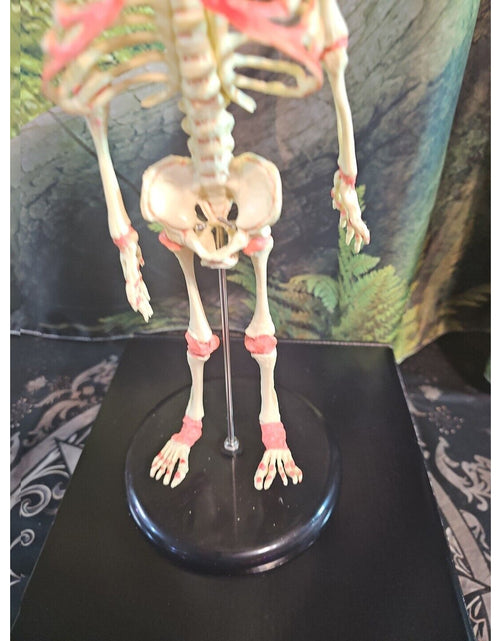 Load image into Gallery viewer, Pinyl vinyl chloride skeleton of abnormal infant
