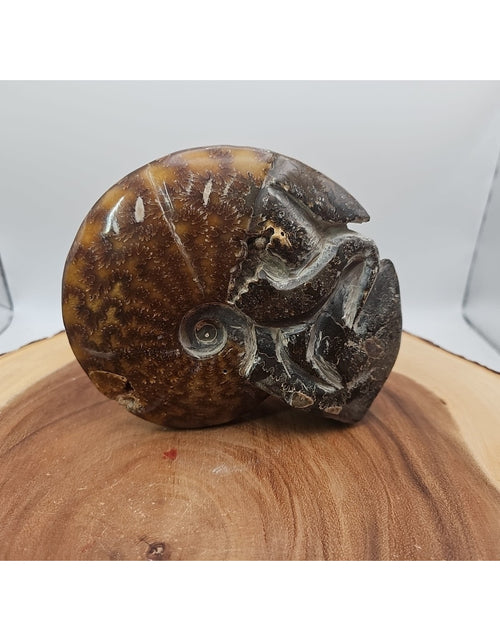 Load image into Gallery viewer, 1.82LB Rare! Natural Tentacle Ammonite FossilSpecimen Shell Healing Madagascar
