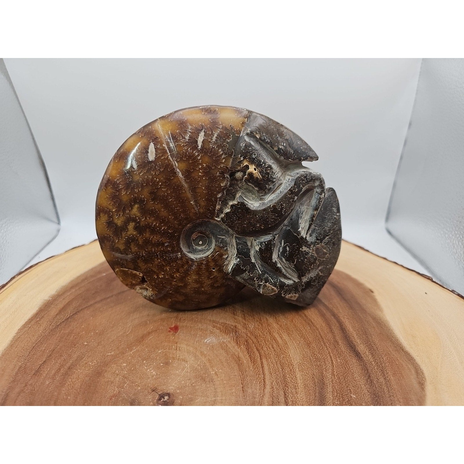 1.82LB Rare! Natural Tentacle Ammonite FossilSpecimen Shell Healing Madagascar
