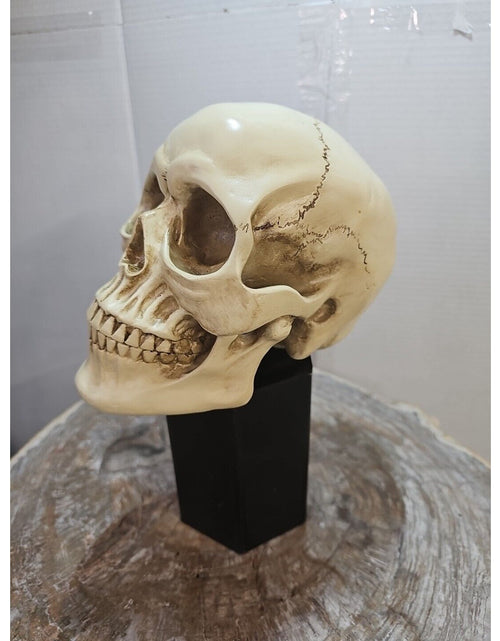 Load image into Gallery viewer, Realistic Human Skull Replica Decor Decoration Resin
