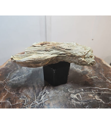 1.06lbs Texas Petrified Wood Rough